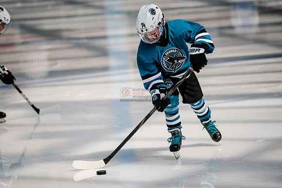 Sharks-may3-0021