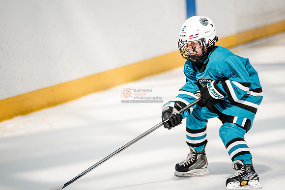 Sharks-may3-0280