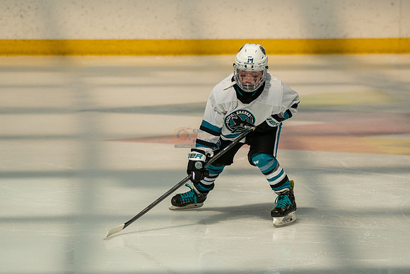 sharks-may2-0113