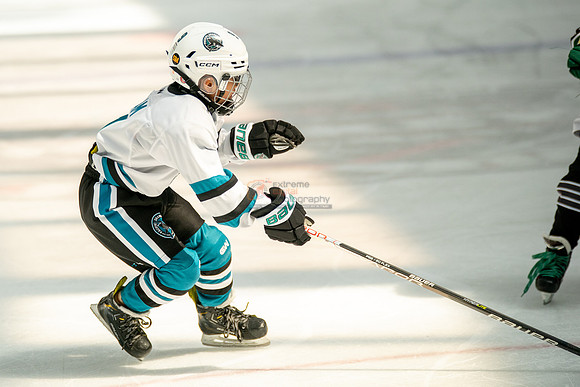 sharks-may2-0279