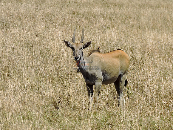 Masai-Maara-0333