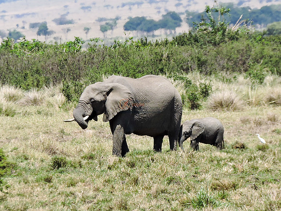 Masai-Maara-0348