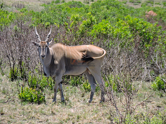 Masai-Maara-0181