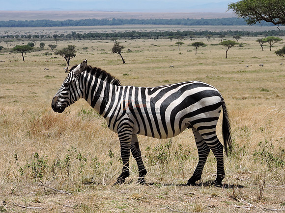 Masai-Maara-0353