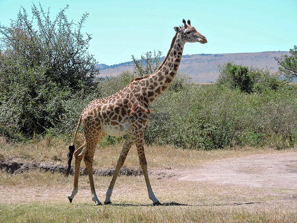 Masai-Maara-0165