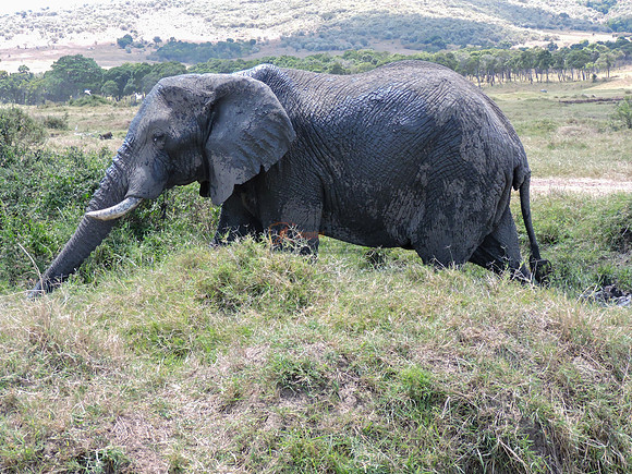 Masai-Maara-0052