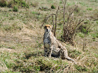 Masai-Maara-0126