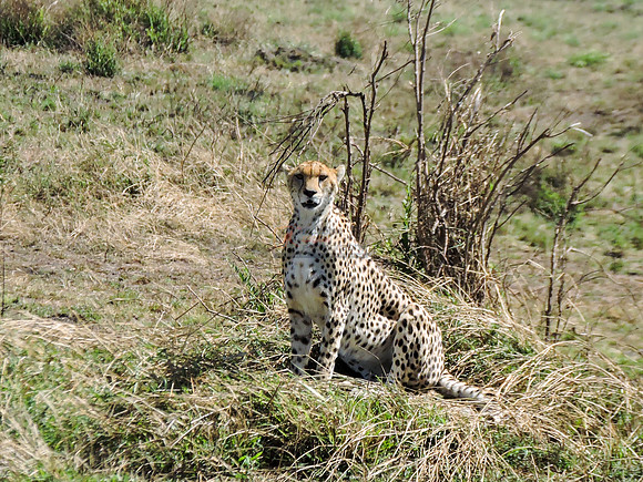 Masai-Maara-0126
