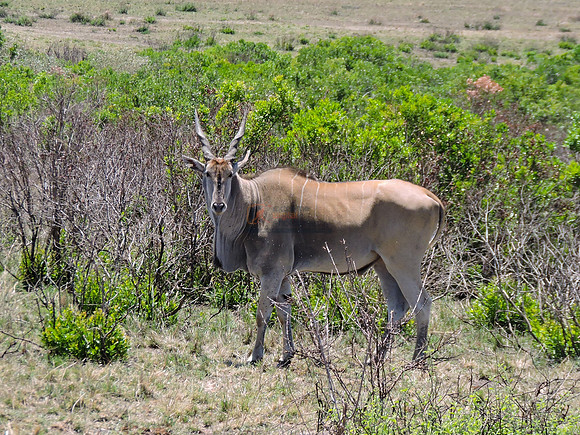 Masai-Maara-0178