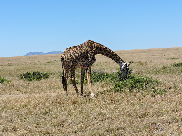 Masai-Maara-0153