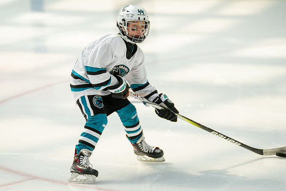 sharks--may1-0035