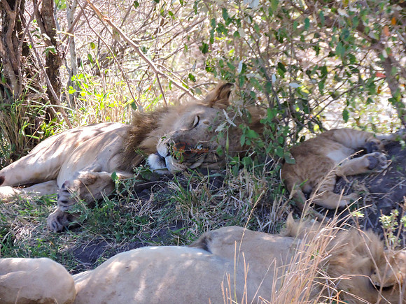 Masai-Maara-0218