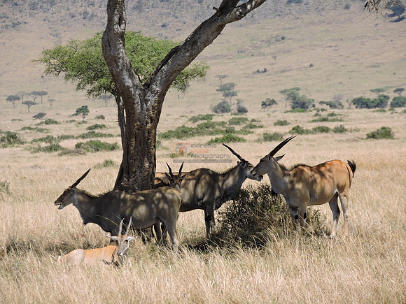 Masai-Maara-0335