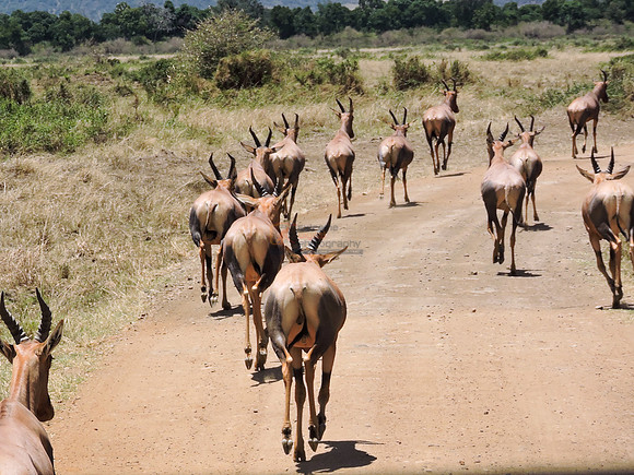 Masai-Maara-0356