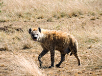 Masai-Maara-0100