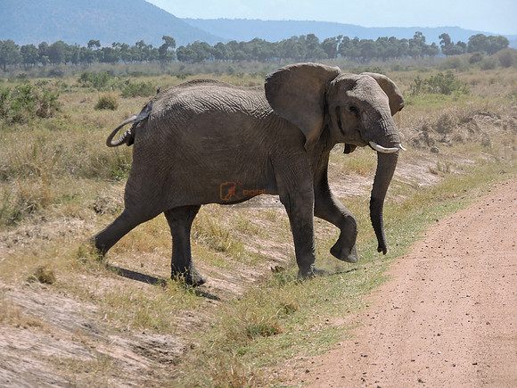 Masai-Maara-0331