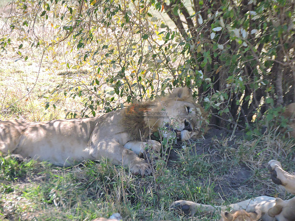 Masai-Maara-0237