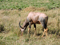Masai-Maara-0083