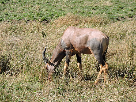 Masai-Maara-0083