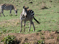 Masai-Maara-0087