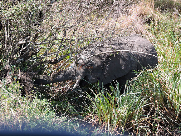 Masai-Maara-0233