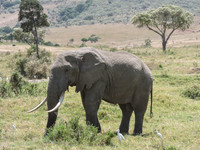 Masai-Maara-0047