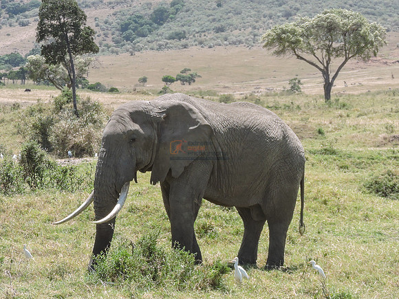 Masai-Maara-0047