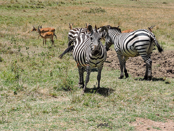 Masai-Maara-0351