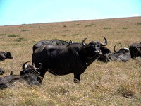 Masai-Maara-0135