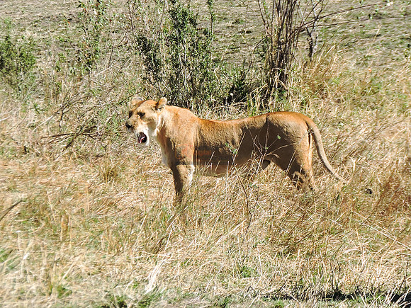 Masai-Maara-0245