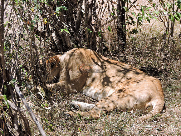 Masai-Maara-0192
