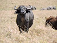 Masai-Maara-0139