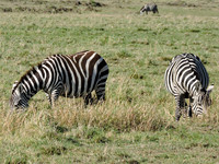 Masai-Maara-0069