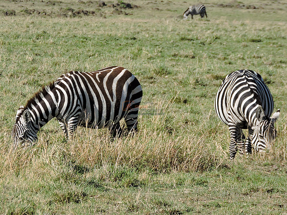 Masai-Maara-0069