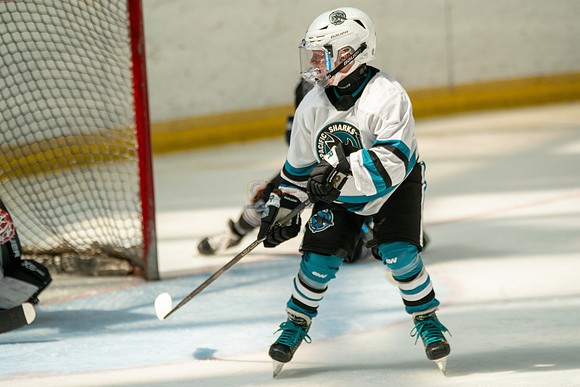 sharks-may2-0229