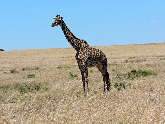 Masai-Maara-0154