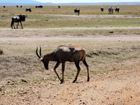 Masai-Maara-0143