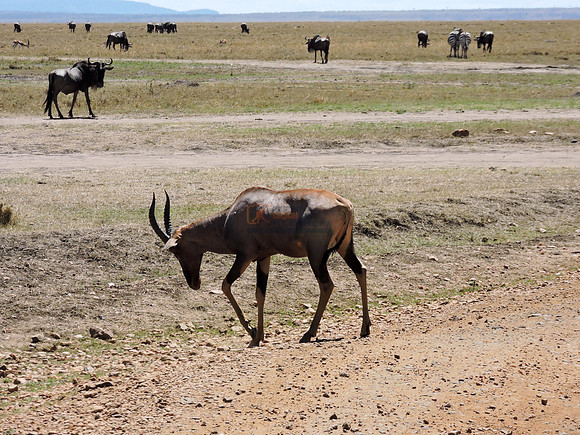 Masai-Maara-0143