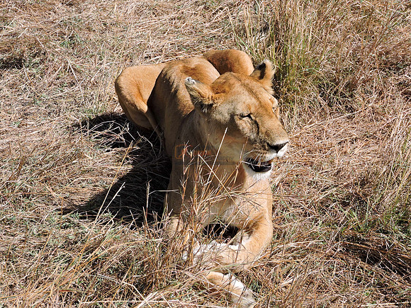 Masai-Maara-0251