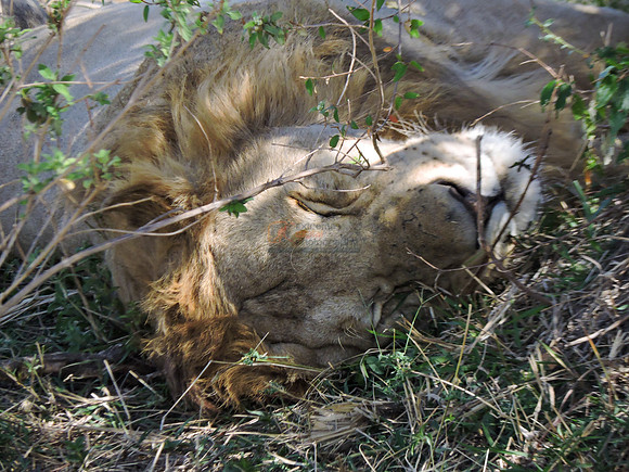 Masai-Maara-0212