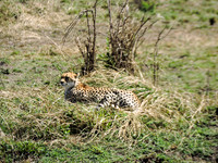 Masai-Maara-0106