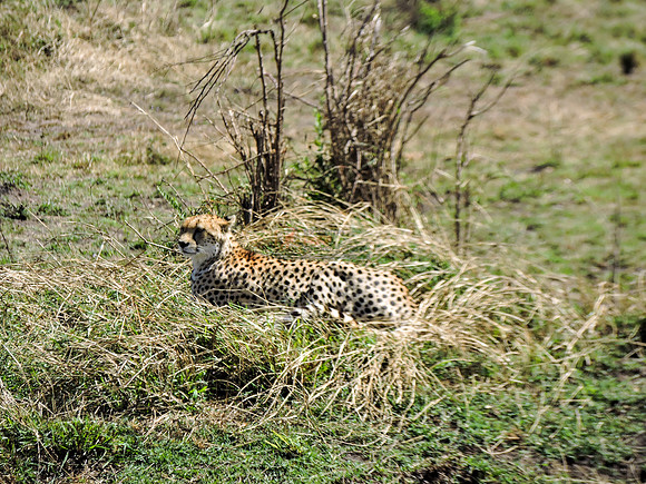 Masai-Maara-0106