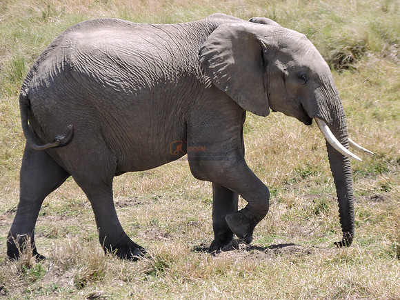Masai-Maara-0349