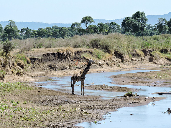 Masai-Maara-0322