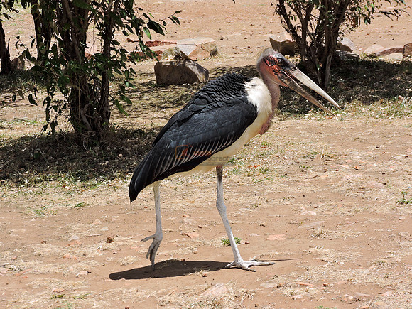 Masai-Maara-0202