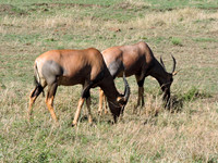 Masai-Maara-0079