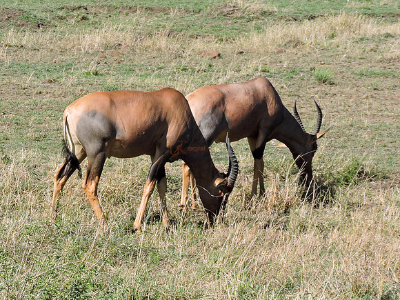 Masai-Maara-0079