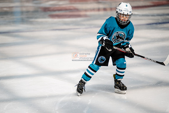 Sharks-may3-0249