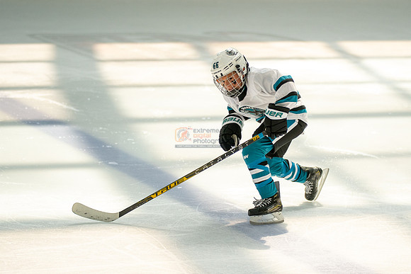sharks-may2-0377