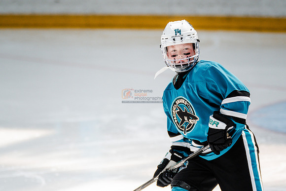 Sharks-may3-0065